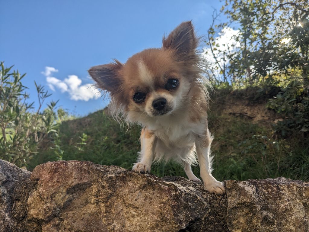 Utmost smile Ladi Lafé