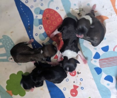 Les chiots de Chihuahua