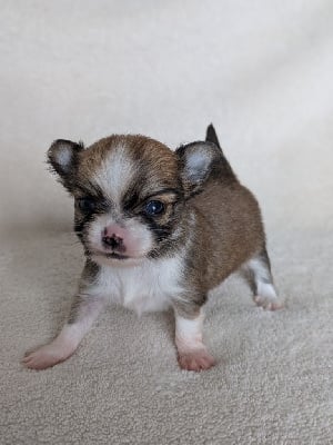 Les chiots de Chihuahua