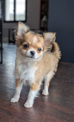 Les chiots de Chihuahua