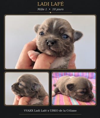 Les chiots de Chihuahua