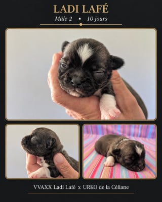 Les chiots de Chihuahua
