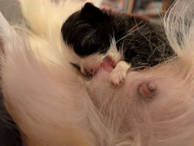 Les chiots de Chihuahua