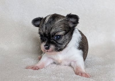 Les chiots de Chihuahua