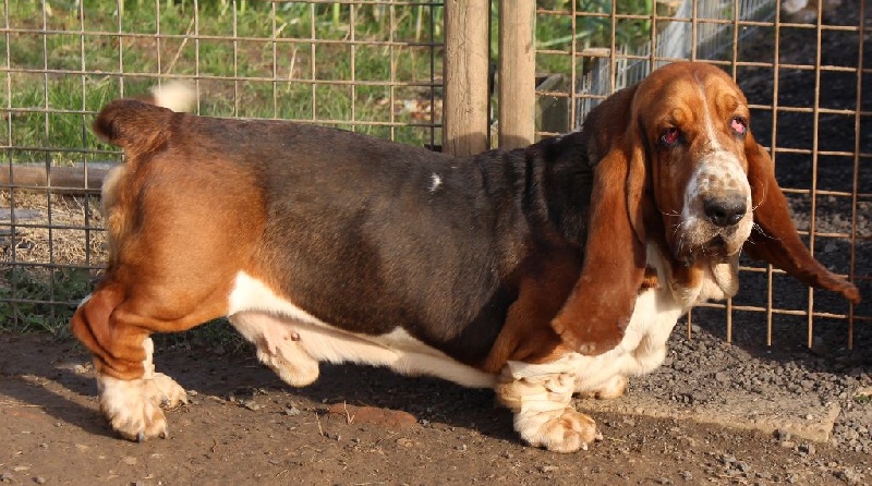 Publication : Des Rives De Firenza