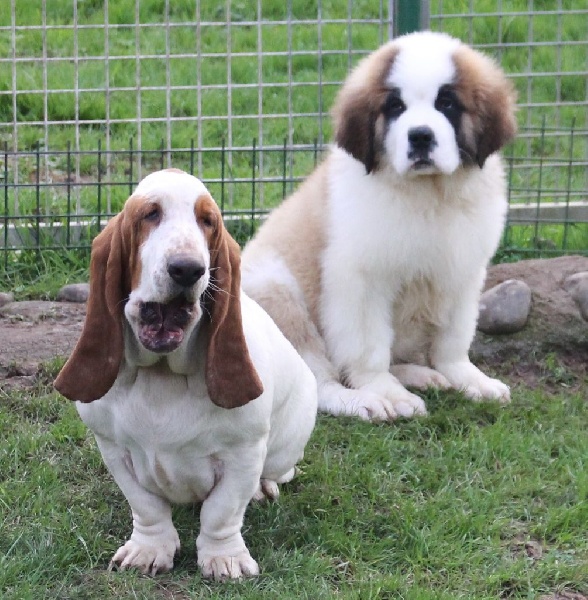 Publication : Der Lenn