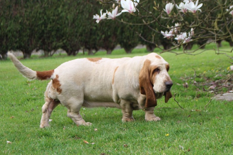 Publication : Der Lenn