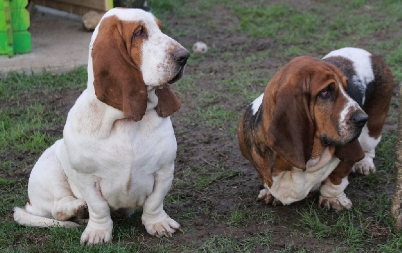 Publication : Der Lenn