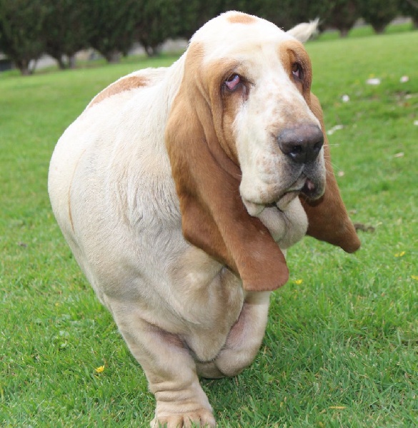 Publication : Der Lenn