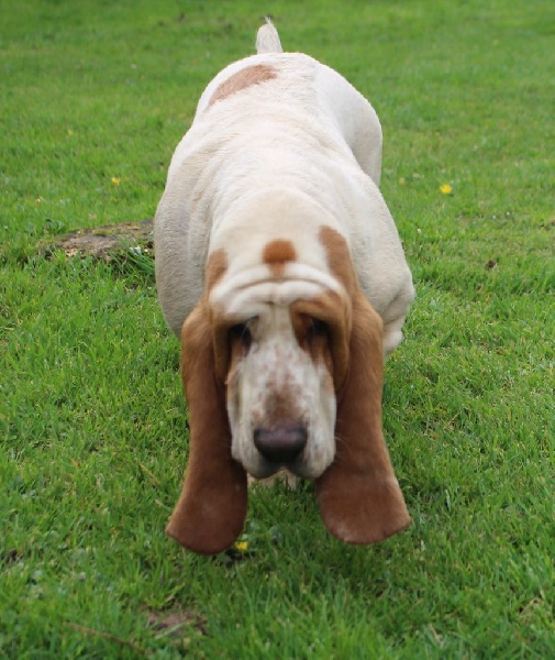 Publication : Der Lenn