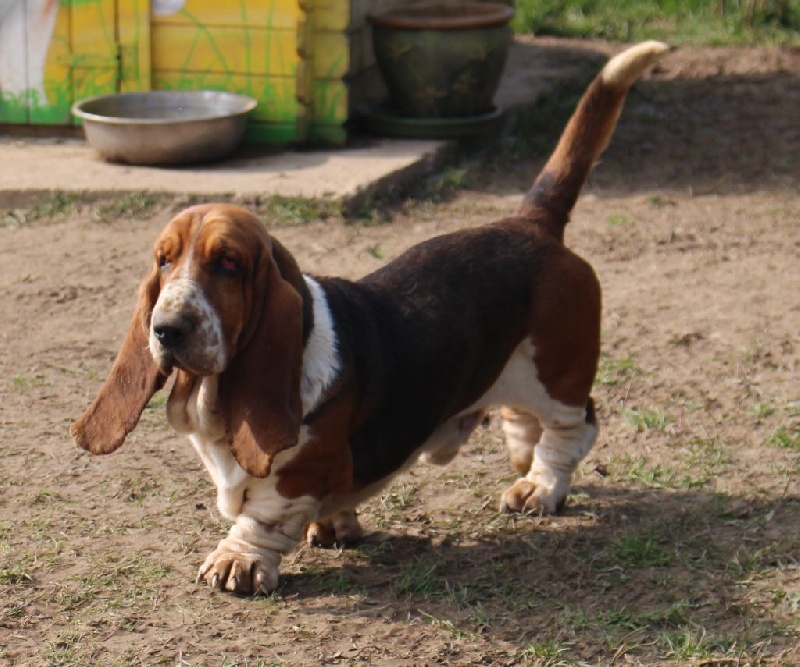 Publication : Des Rives De Firenza