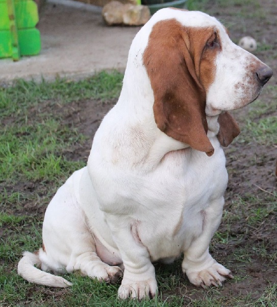 Publication : Der Lenn