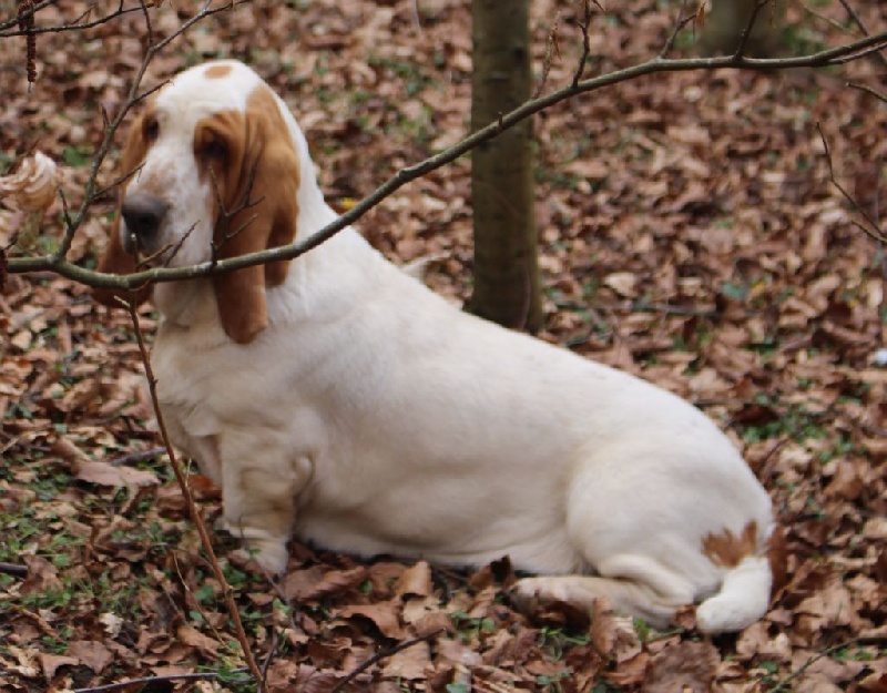 Publication : Der Lenn