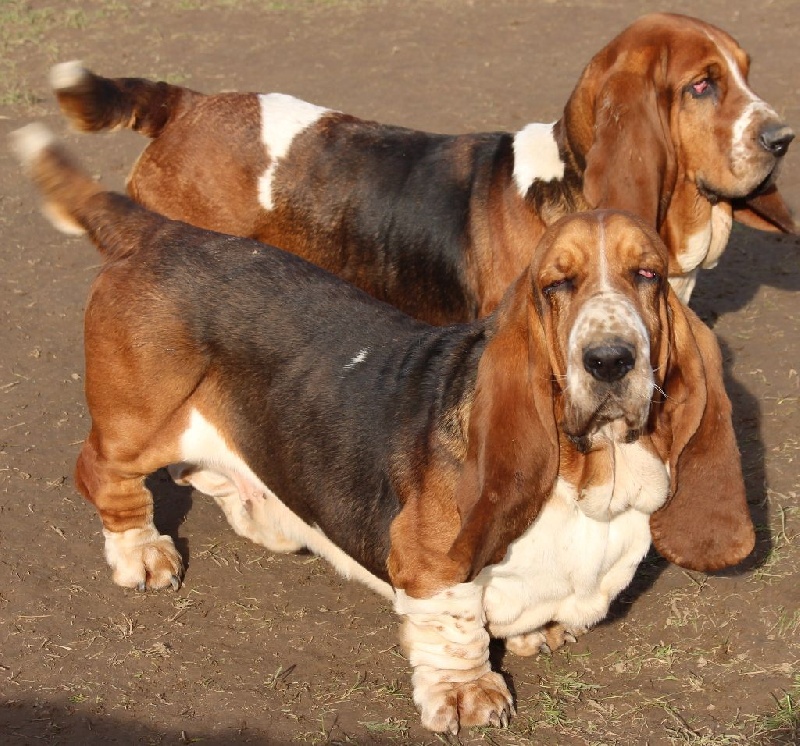 Publication : Des Rives De Firenza