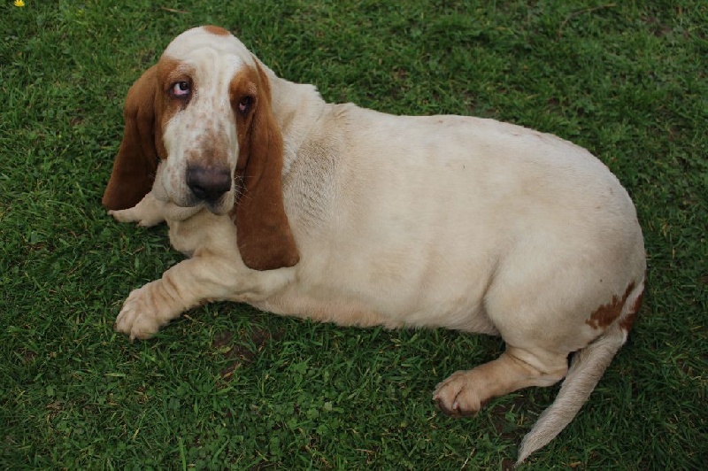 Publication : Der Lenn