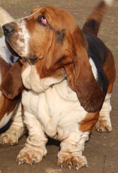 Publication : Des Rives De Firenza