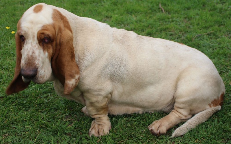 Publication : Der Lenn