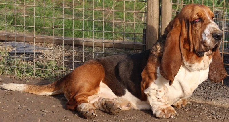 Publication : Des Rives De Firenza