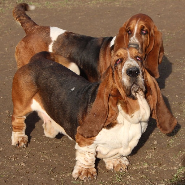 Publication : Des Rives De Firenza