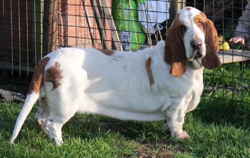 Publication : Der Lenn