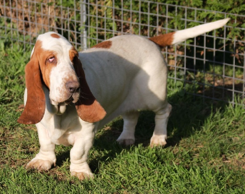 Publication : Der Lenn