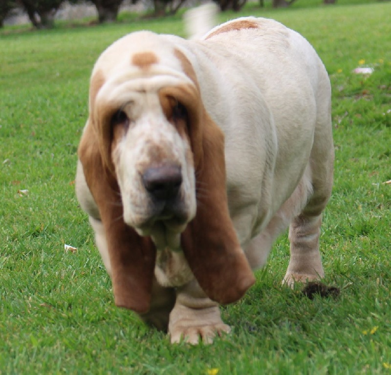 Publication : Der Lenn