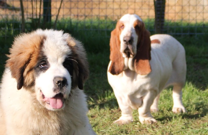 Publication : Der Lenn