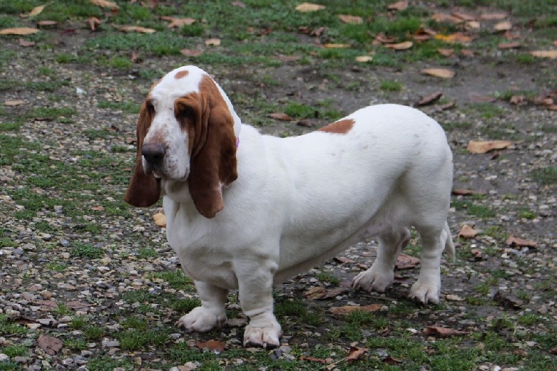 Publication : Der Lenn