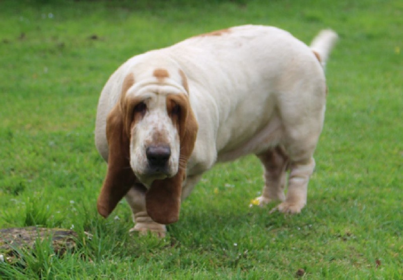 Publication : Der Lenn