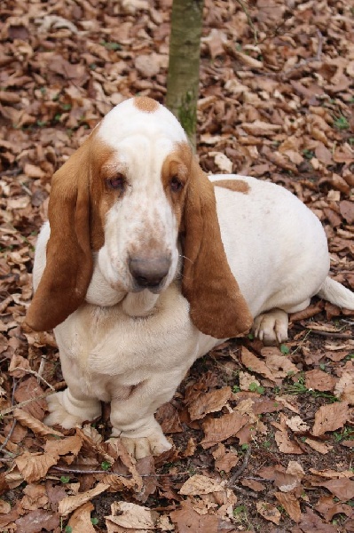 Publication : Der Lenn