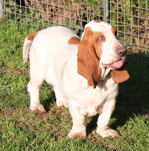 Publication : Der Lenn