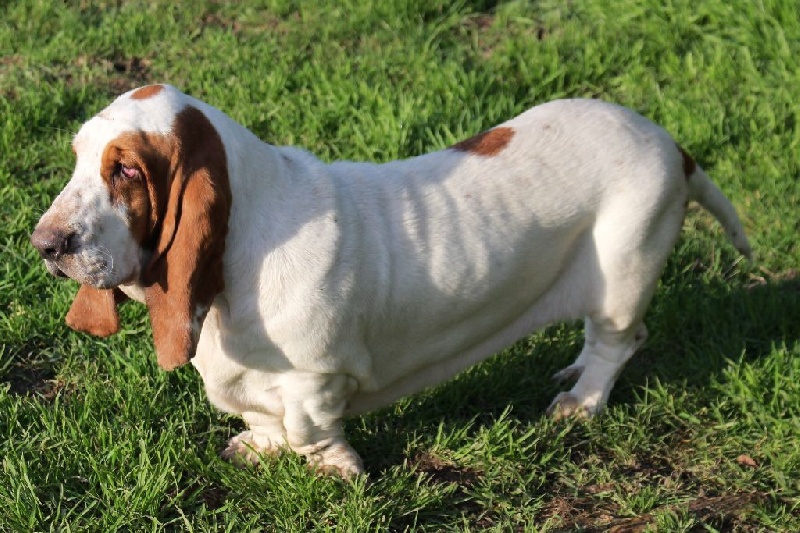 Publication : Der Lenn