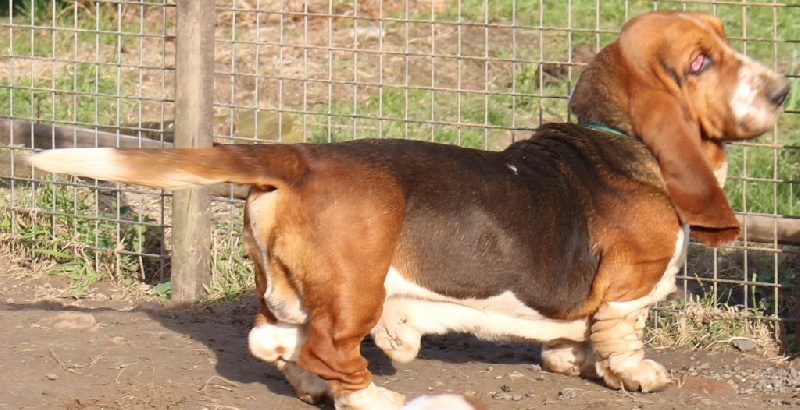 Publication : Des Rives De Firenza