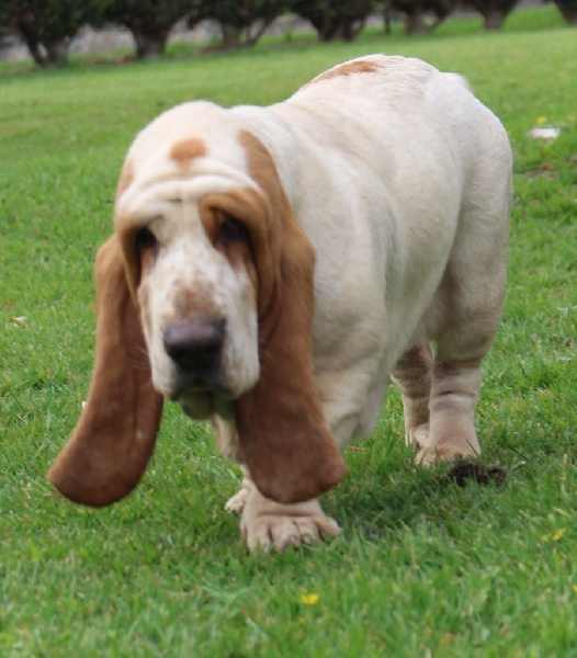 Publication : Der Lenn