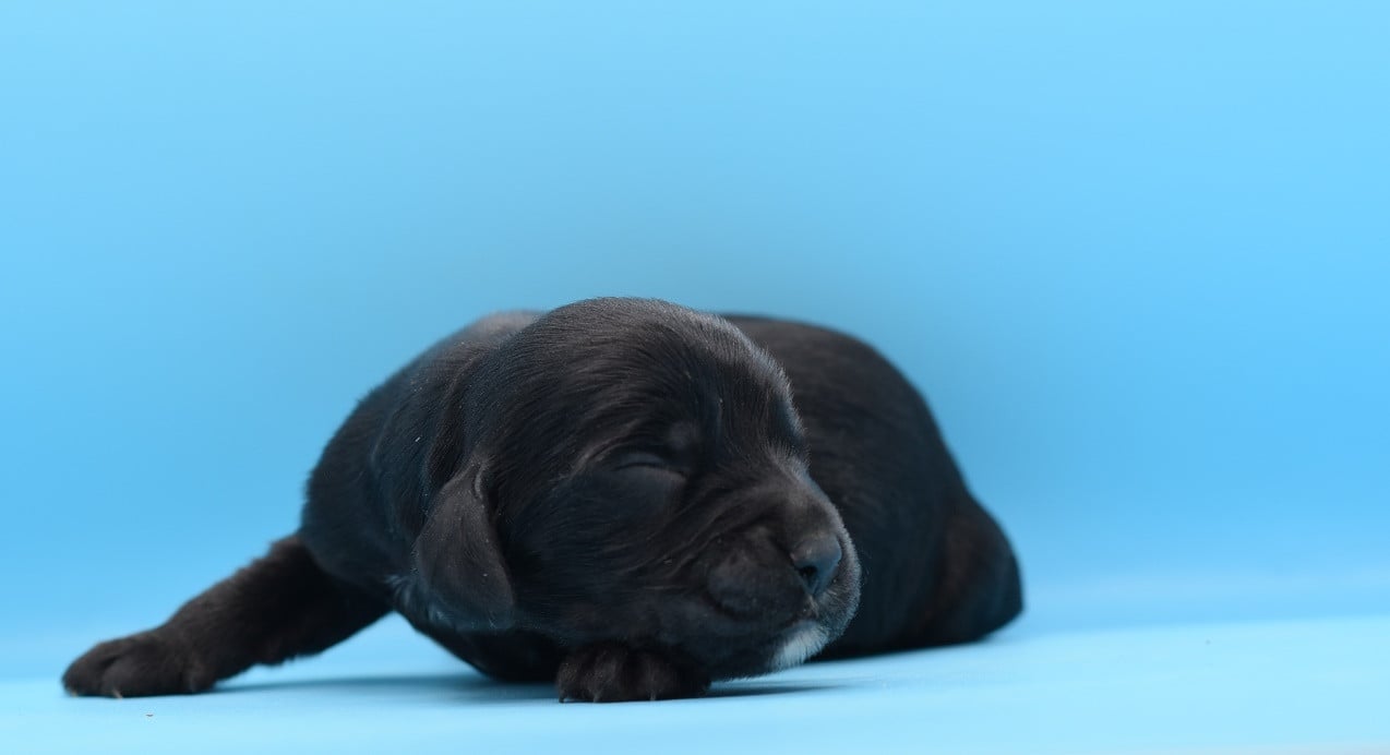 Chiot N°1 - Cocker Spaniel Anglais