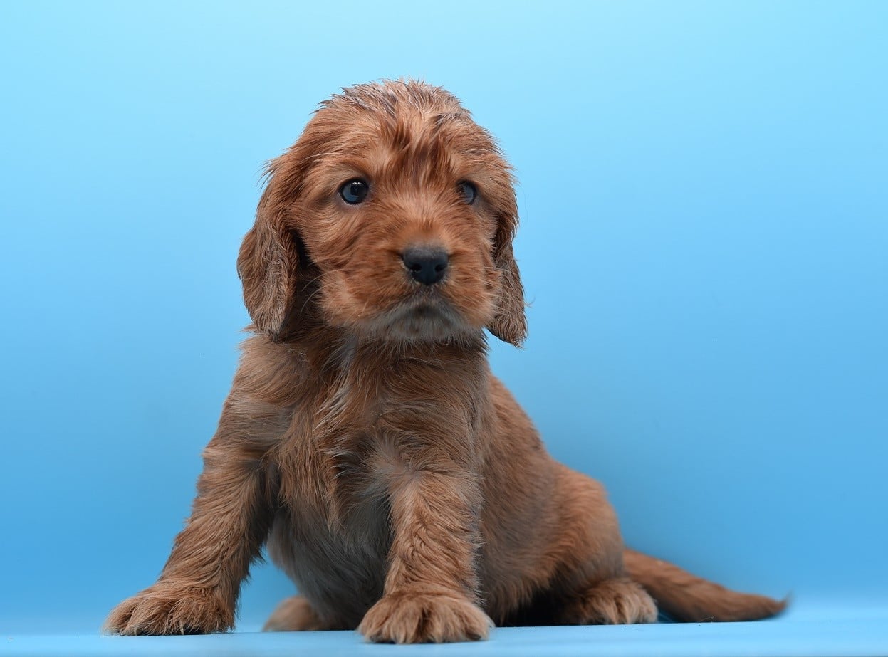 Chiot N°2
