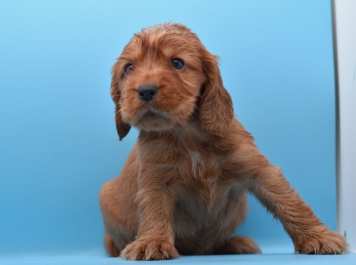 Chiot N°2