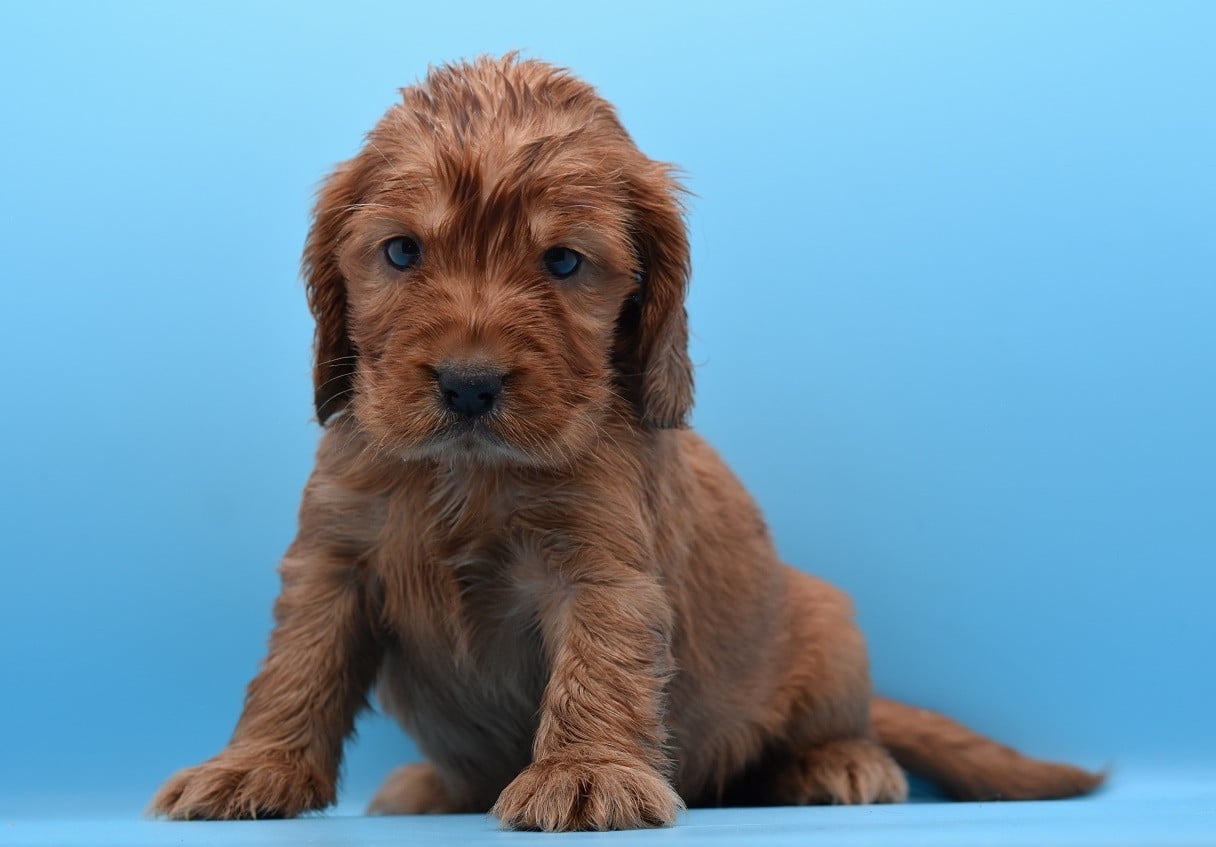 Chiot N°2