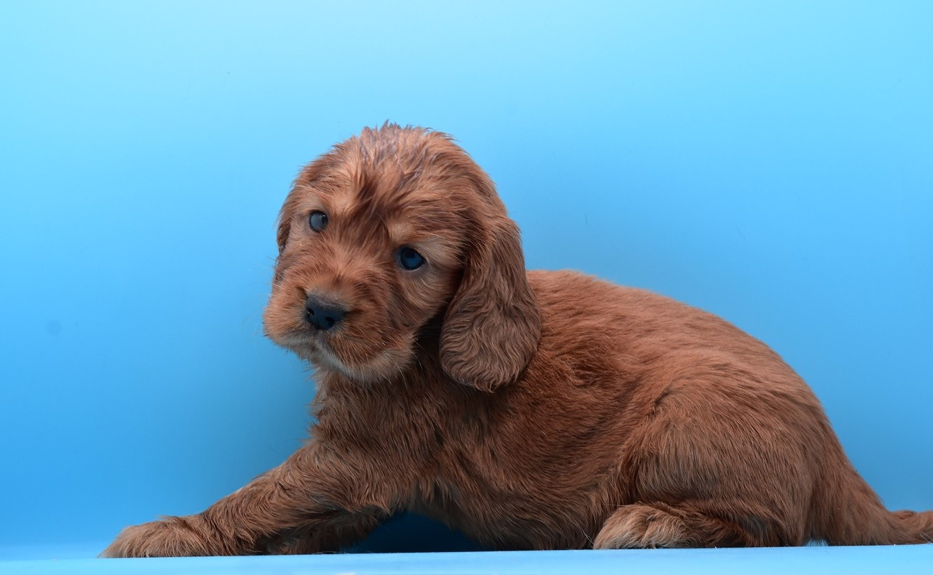 Chiot N°2