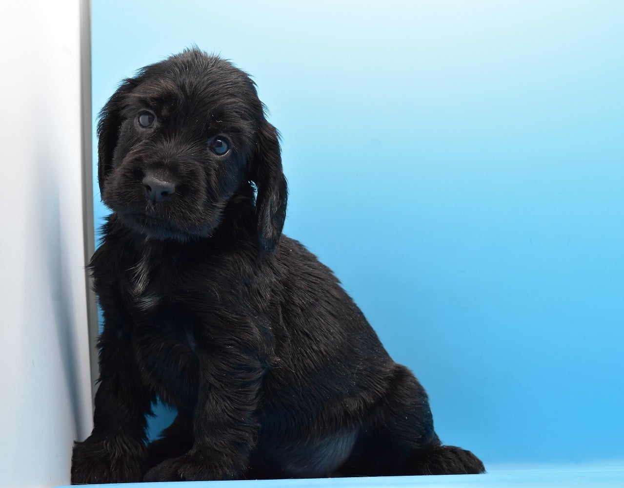Chiot N°4