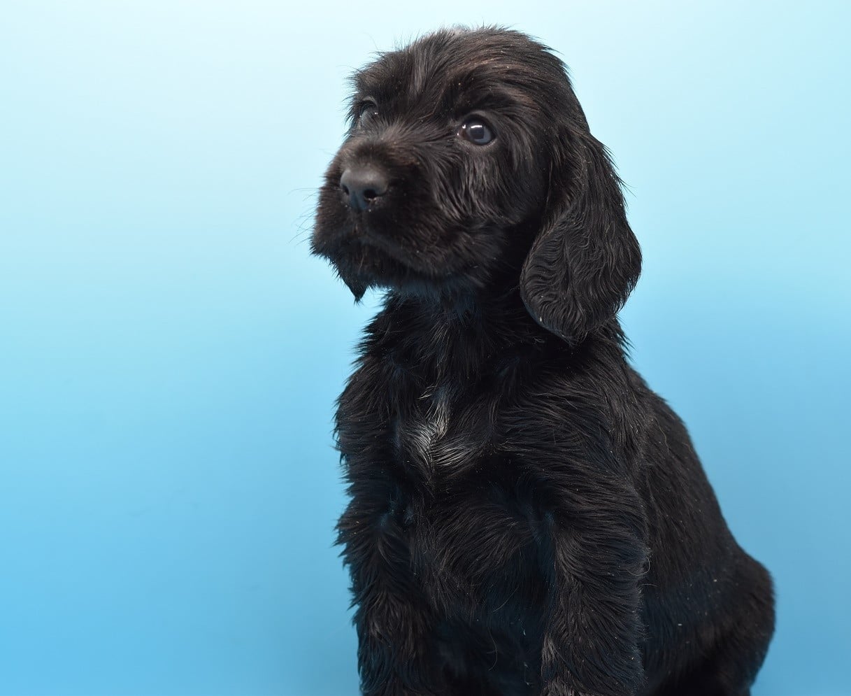 Chiot N°4