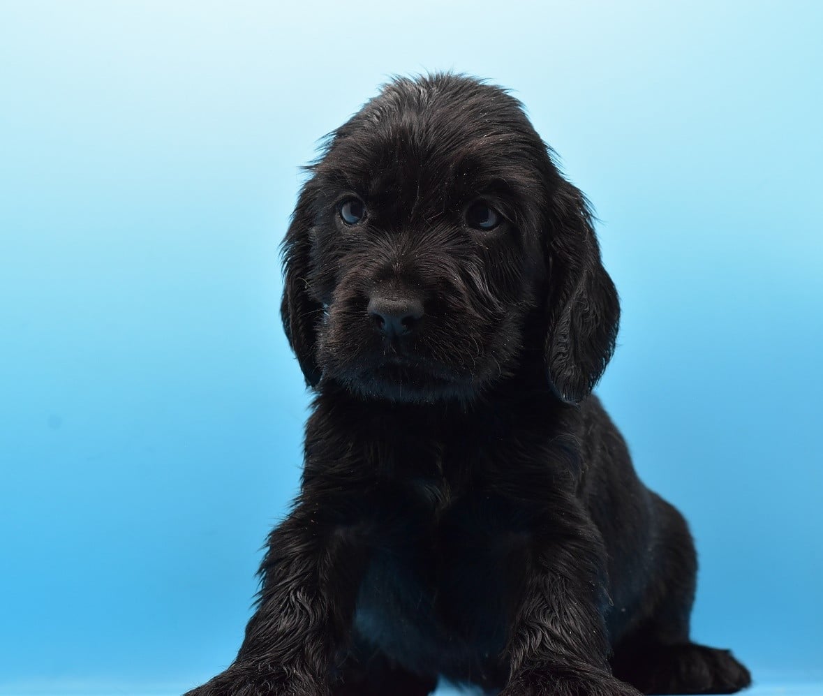 Chiot N°4