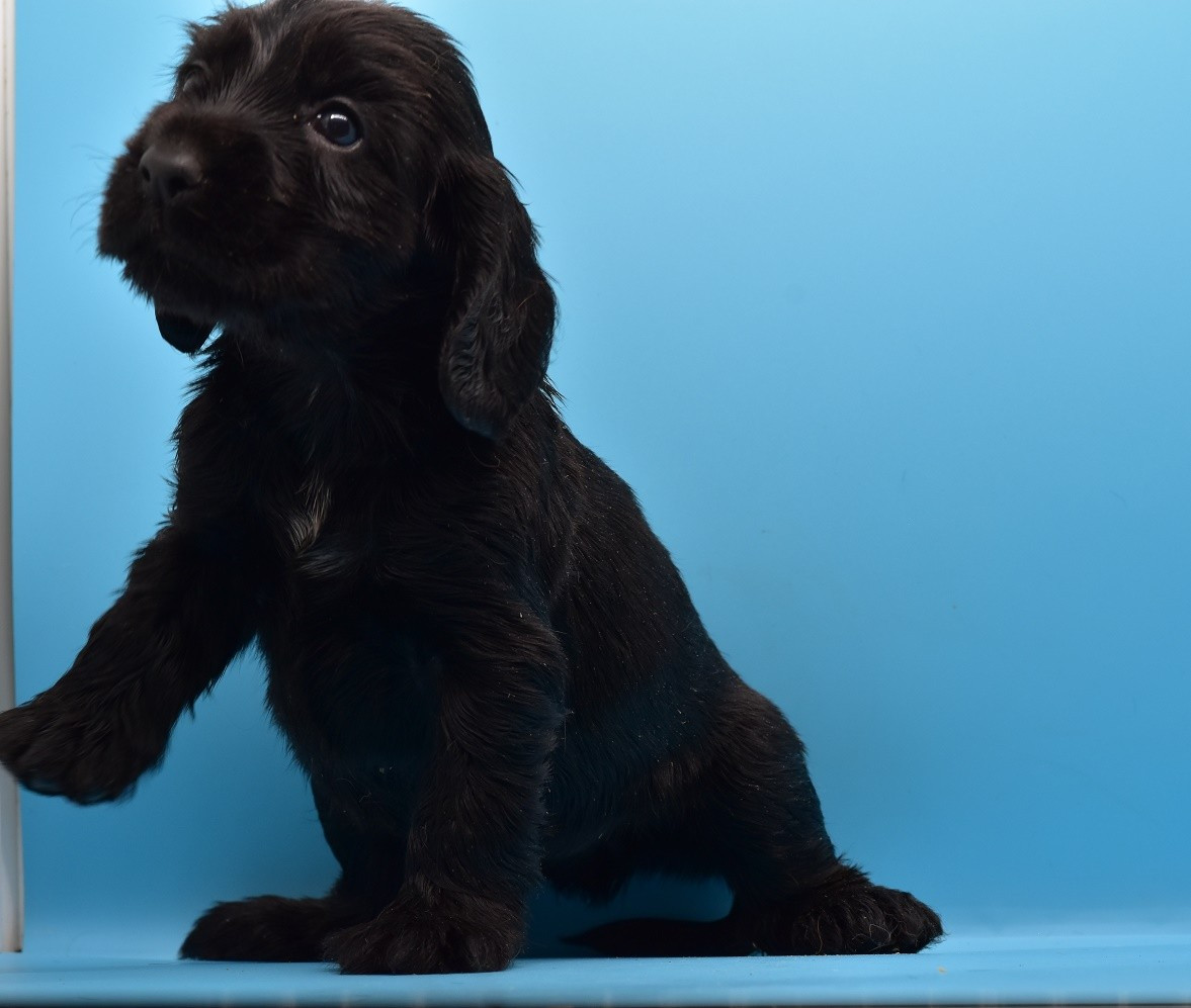 Chiot N°4