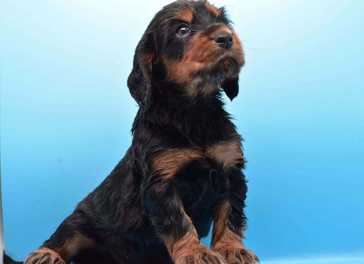 Chiot N°3