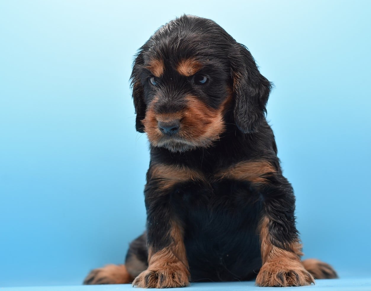Chiot N°3