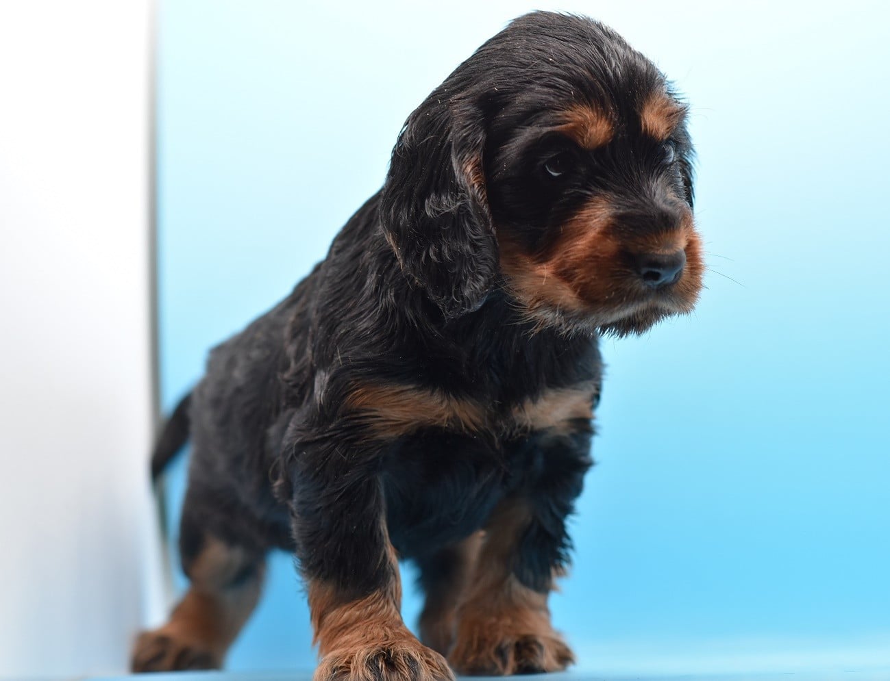 Chiot N°3