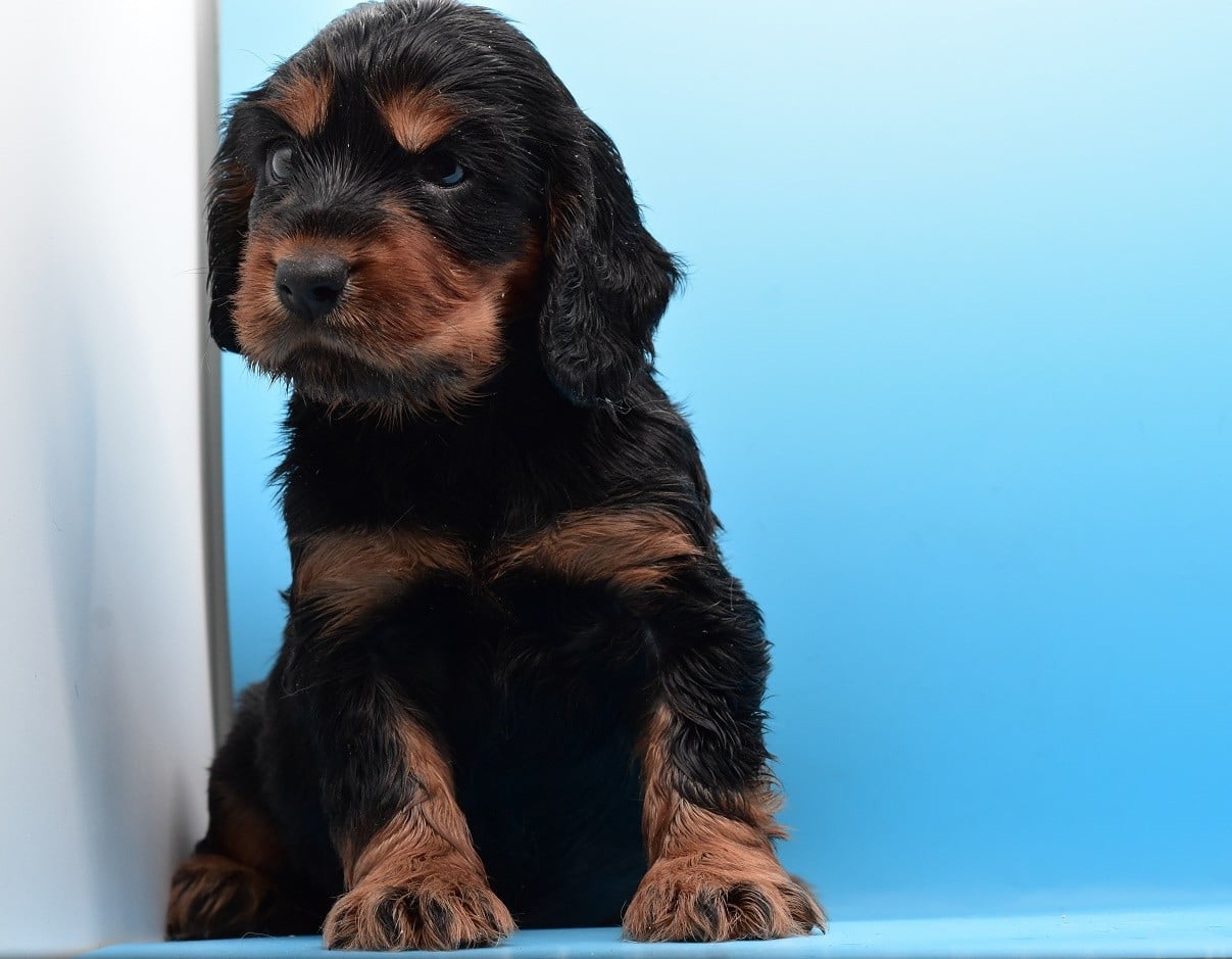 Chiot N°3
