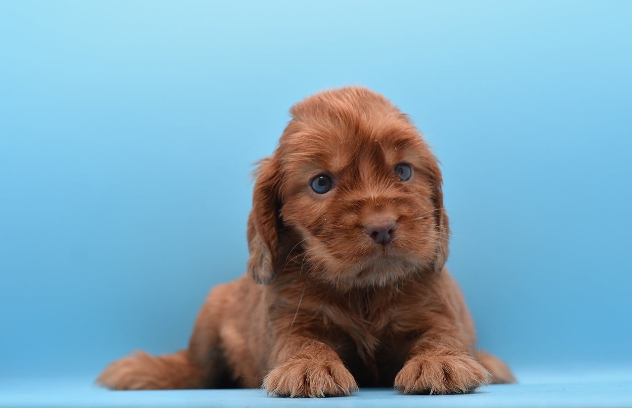 Chiot N°1