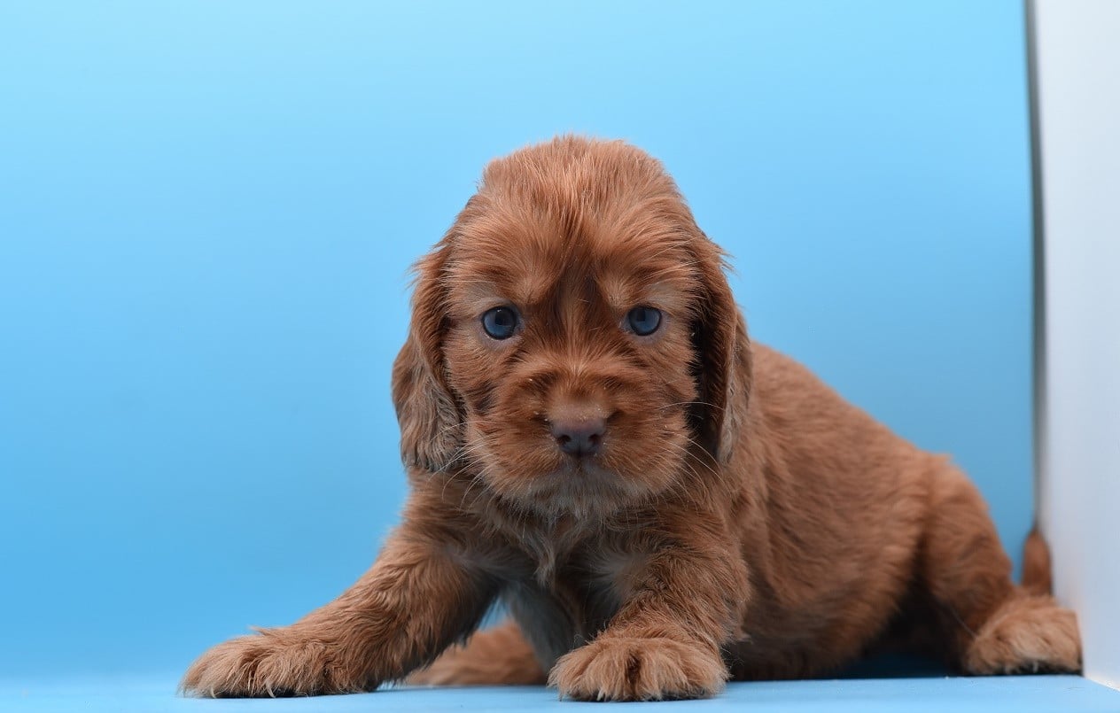 Chiot N°1
