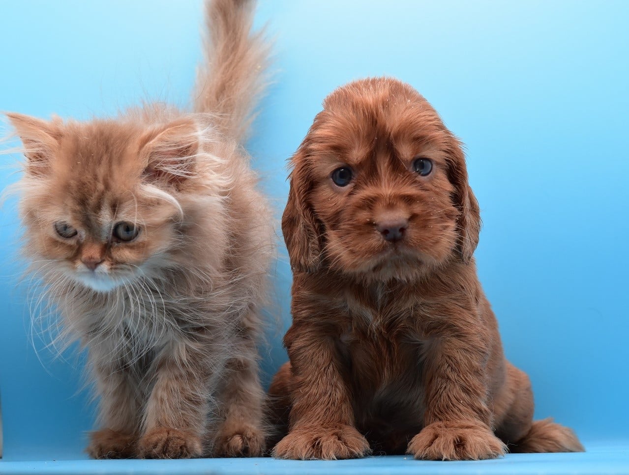 Cocker Spaniel Anglais - d'Oup-Ouaout
